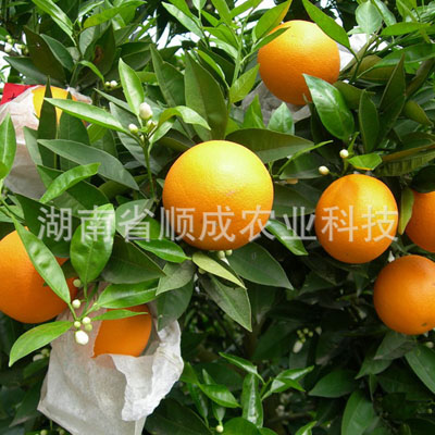 夏橙 反季節水果